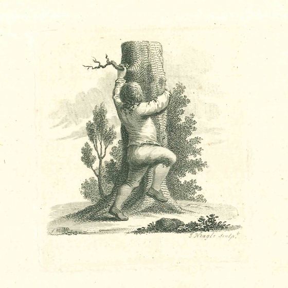 A Boy Climbing a Tree