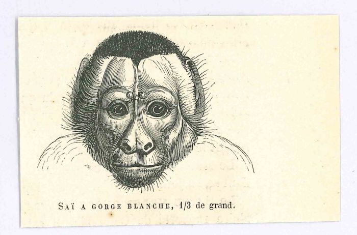 The Monkey