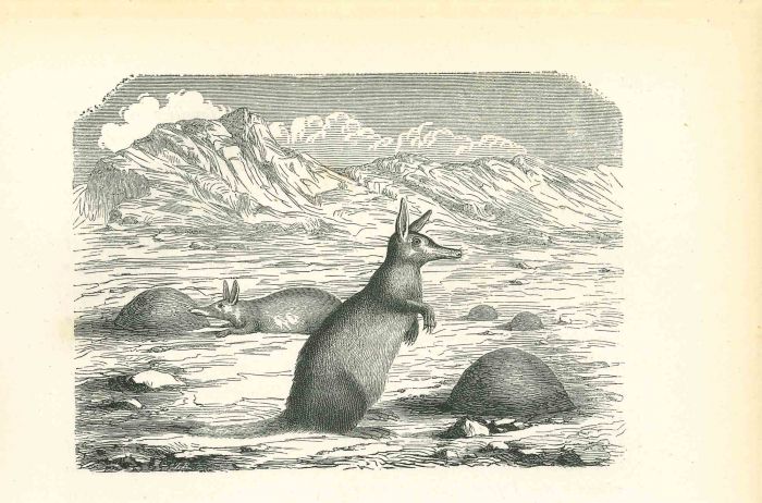The Kangaroos