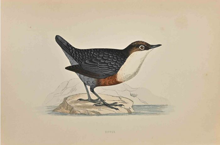 Dipper