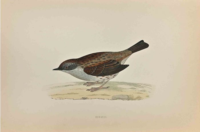 Dunnock