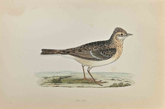 Sky  Lark