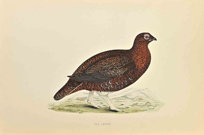 Red Grouse