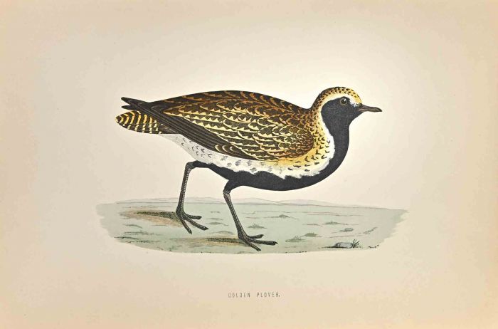 Golden Plover