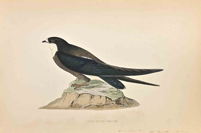 Spine-Tailed Swallow