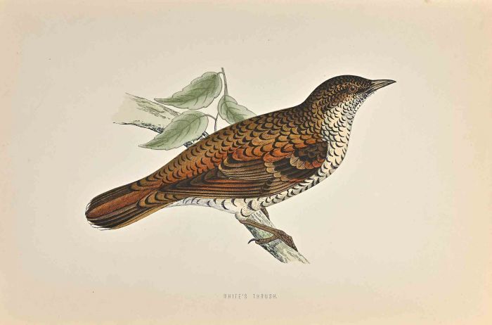 White's Thrush