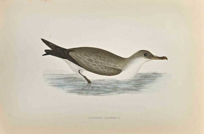 Cinereous Shearwater