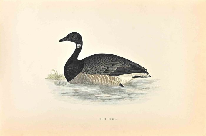 Brent Goose