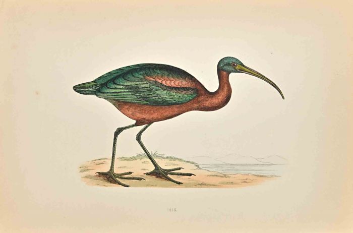 Ibis