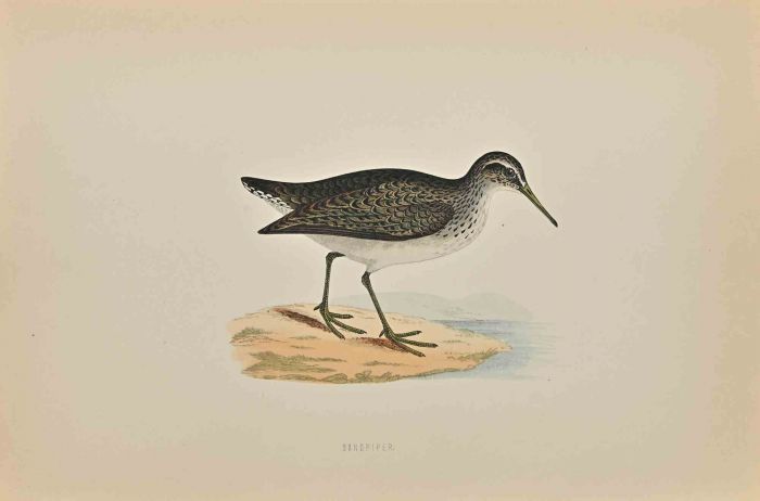 Sandpiper