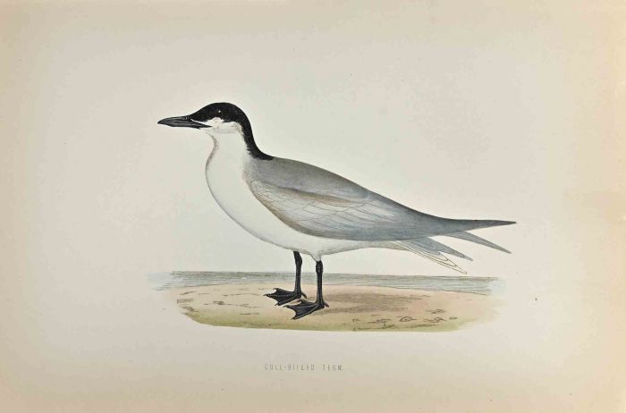 Gull-Billed Tern