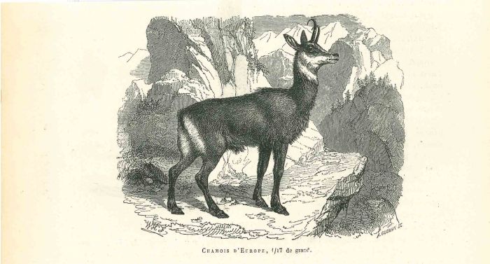 The Antelope