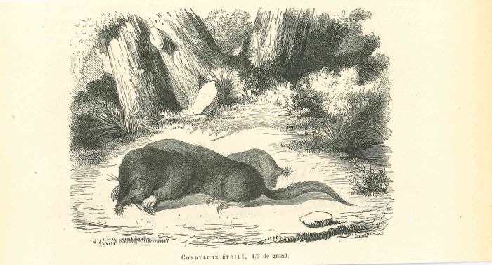 Star-Nosed Mole