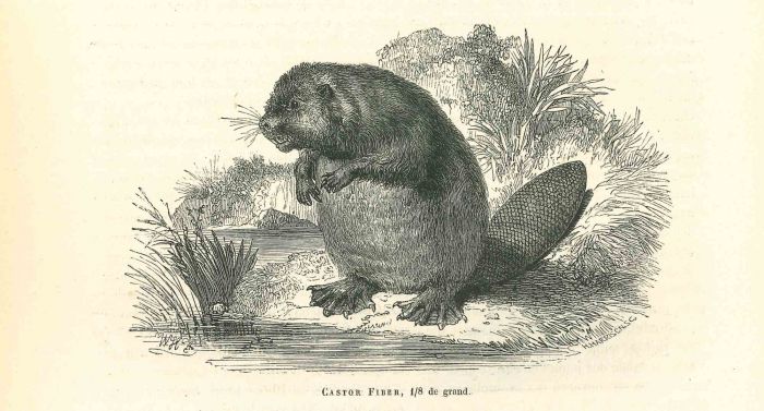 Gastor Fiber
