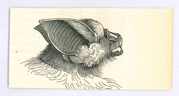 The Bat