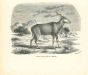 The Antelope
