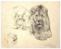 Study of lion and lioness by Wilhelm Lorenz
