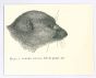 Lemuriformes