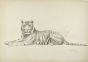 Tiger by Wilhelm Lorenz - Modern Artwork