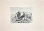 Goats  in the Roman Countryside