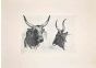The Bulls  in the Roman Countryside