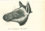 Tree-kangaroo
