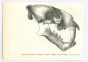 The Skull