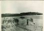 Gardening Beneath - American Vintage Photograph