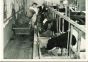 Hay Harvest - American Vintage Photograph