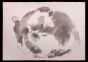 Sleeping Cat 