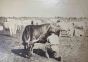 The Old Days Photo - Herd - Vintage Photograph