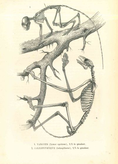 The Animal Skeleton 