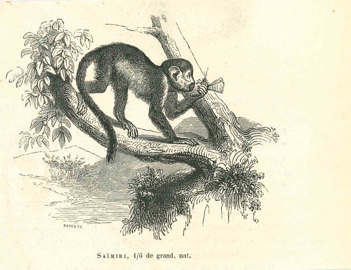 The Monkey