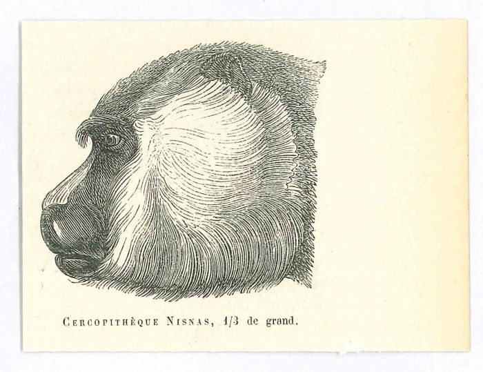The Monkey