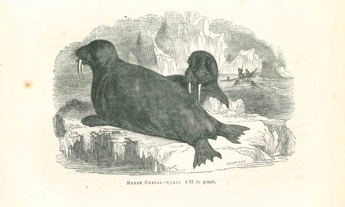 The Seals