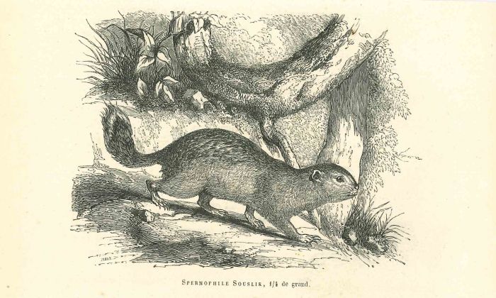 Spermophilus