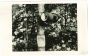 Gypsy Moth Survey -  Vintage Photograph