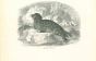 The Seal