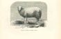 The Sheep