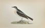Water Pipit