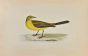 Yellow Wagtail