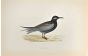Black Tern