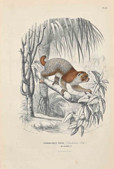 Potto