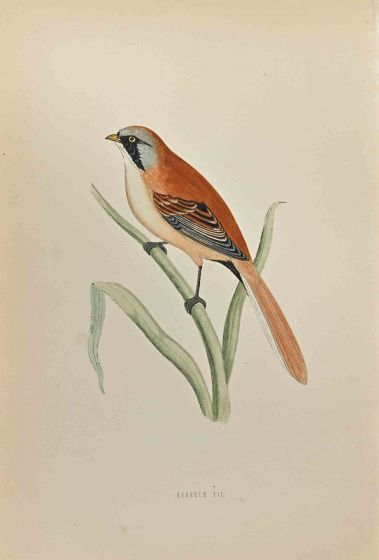 Bearded Tit 