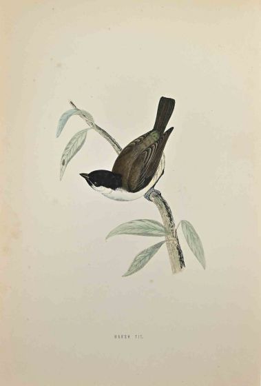 Marsh Tit
