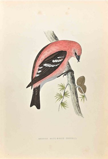American White-Winged Crossbill