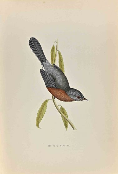 Dartford Warbler