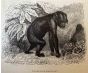 The Chimpanzee