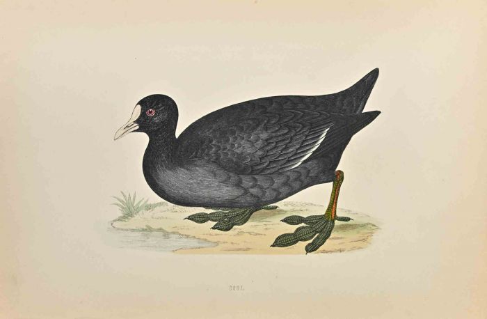 Coot