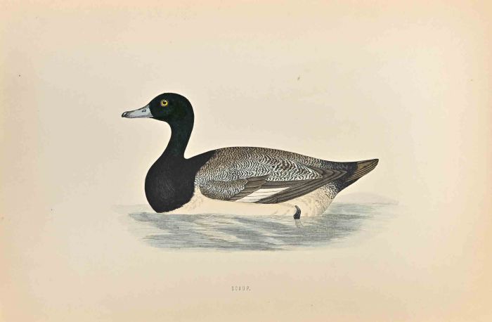 Scaup
